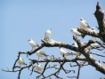 /album/photogallery/grey-headed-gulls-in-tree-at-tanji-jpg/